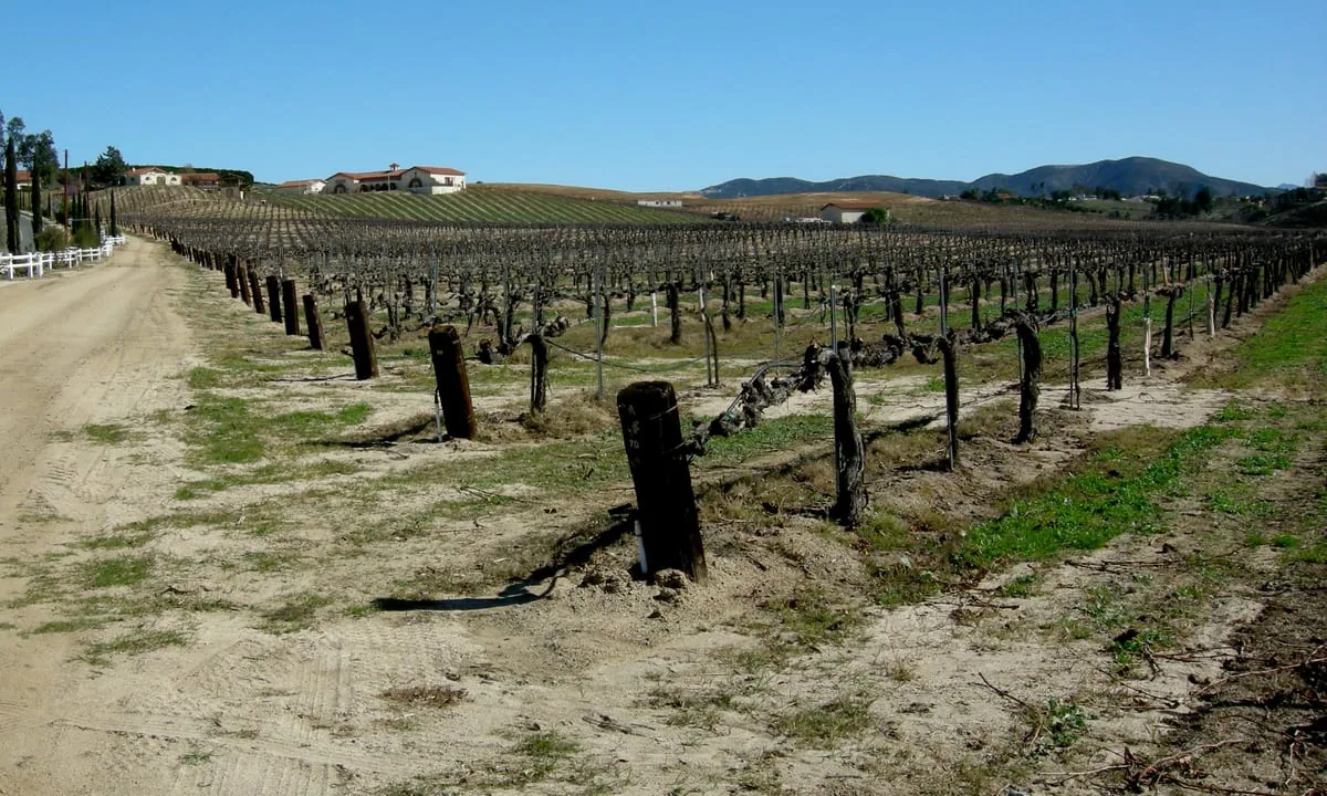 Vineyards in Temecula Wine Country, California