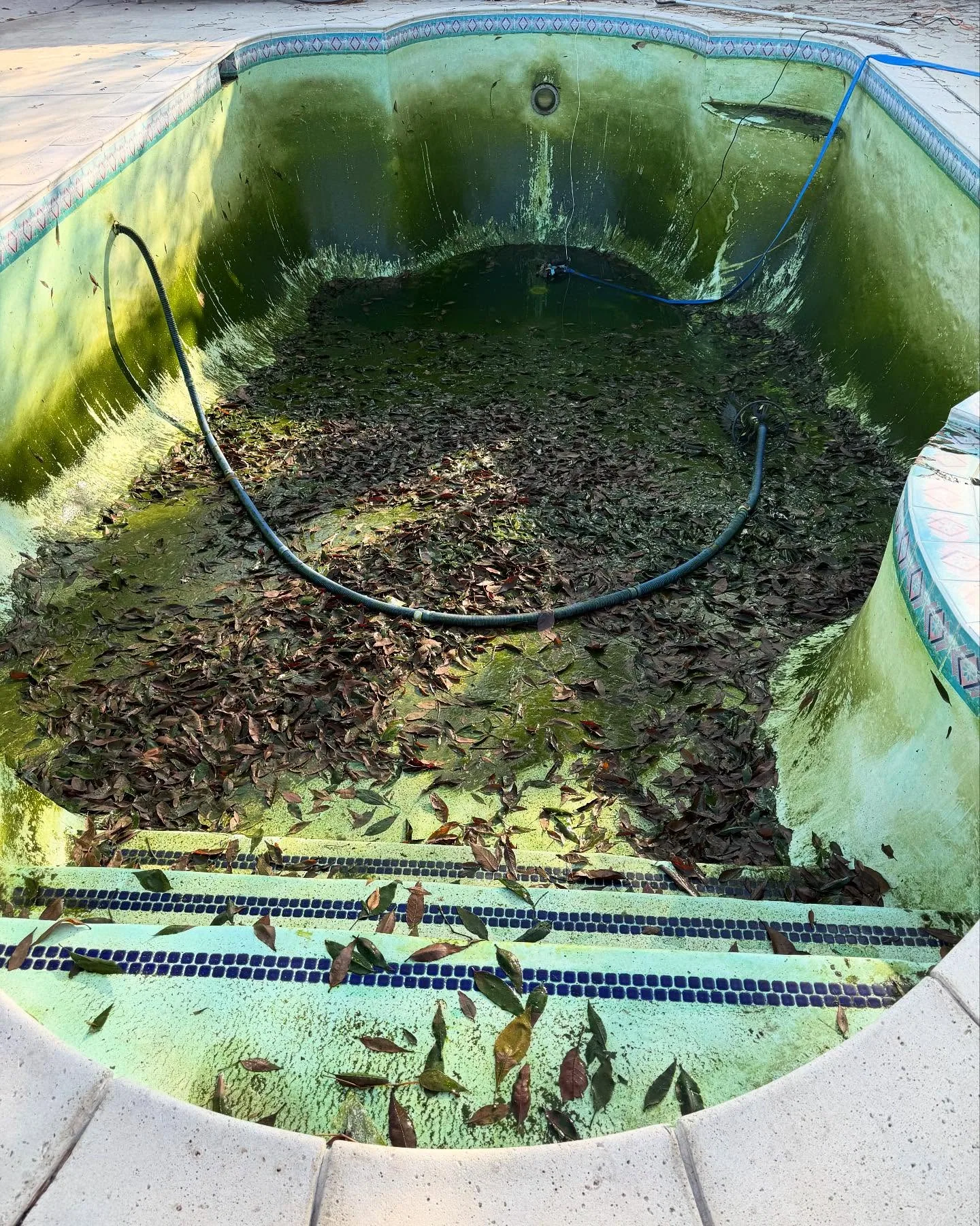 Algae-bloomed pool before green-to-clean recovery